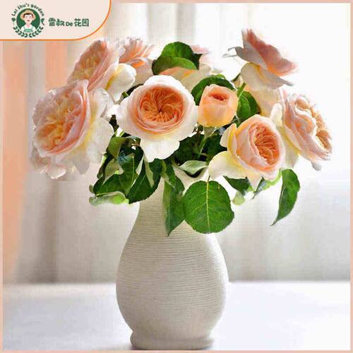 朱丽叶月季花苗特大花庭院阳台欧月切花玫瑰四季开花灌木室外