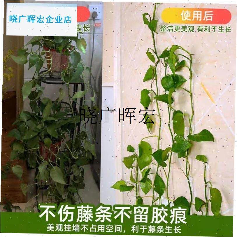植物爬墙固定器户外室内t定型卡扣绿萝爬藤月季夹子枝条牵引粘钩l