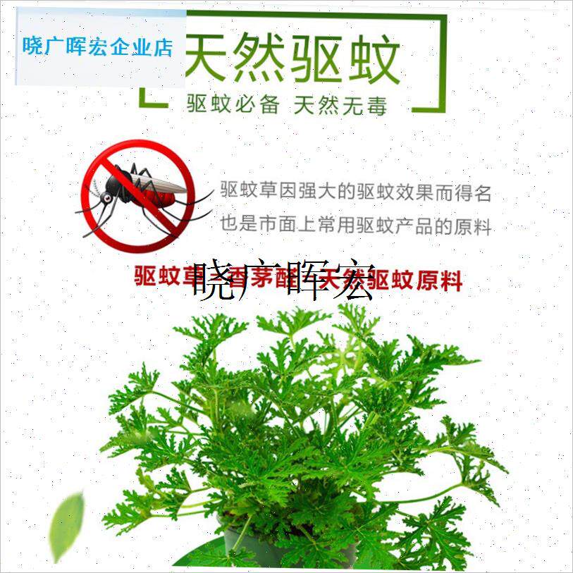 驱蚊草盆栽植物室外祛蚊阳台户外D庭院香叶天竺葵开花防蚊室内绿l