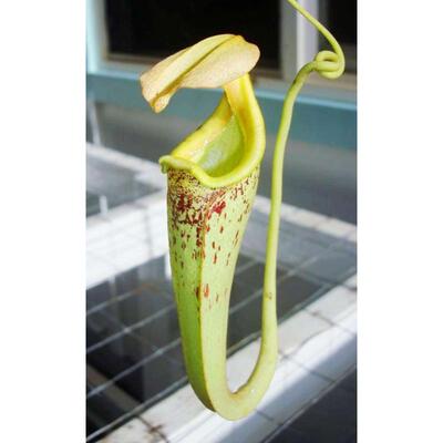 绿莱佛士猪笼草食虫植物稀有多肉小盆栽驱蚊草捕蝇草食人花好养