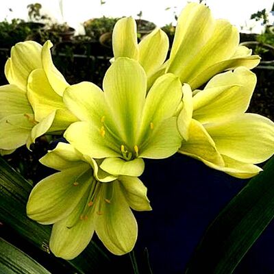 长春一芳精品君子兰国兰黄花兰对版多叶小苗阳台室内绿植花卉盆栽