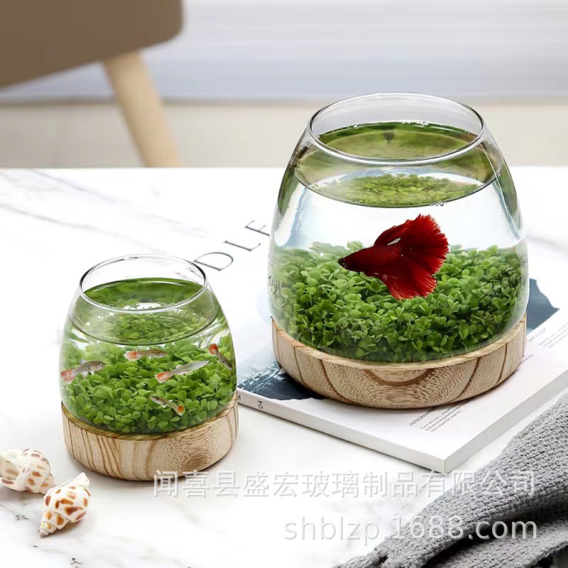 透明玻璃花瓶微景观客厅水培植物