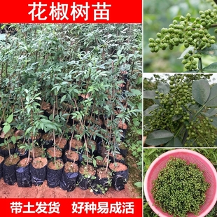 花椒苗当年结果盆栽地栽用南小方北方种植麻椒大红袍花椒食树树苗