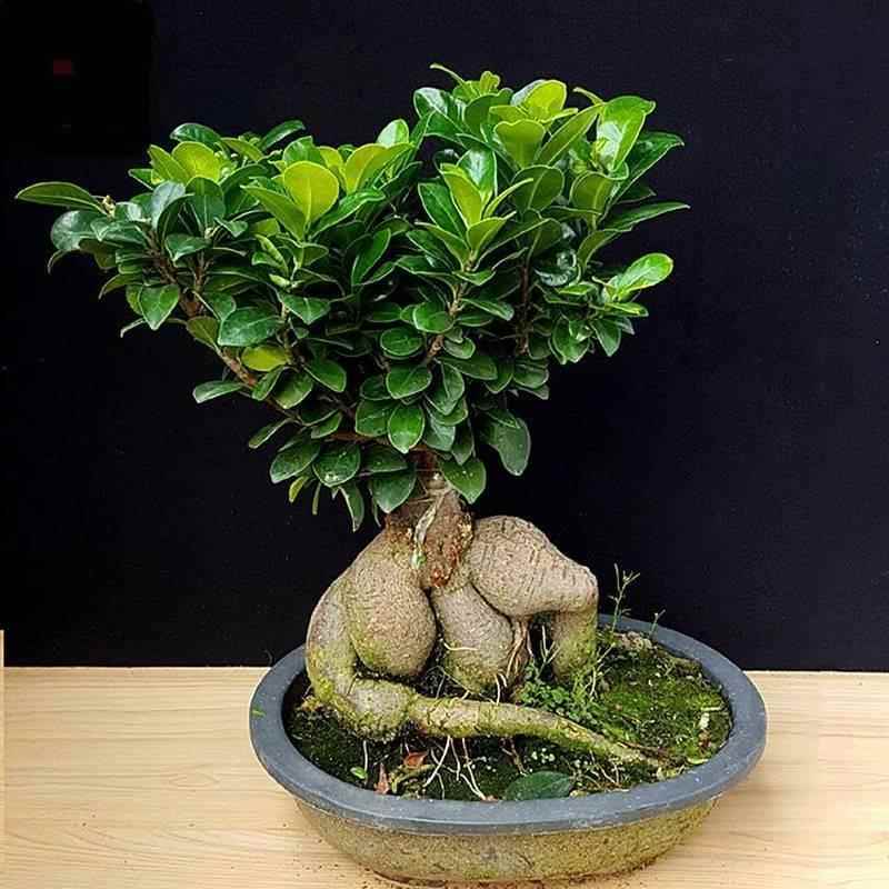 耐阴花木绿植榕树室内桌面小榕树发财树花卉人参榕大型盆景带盆栽