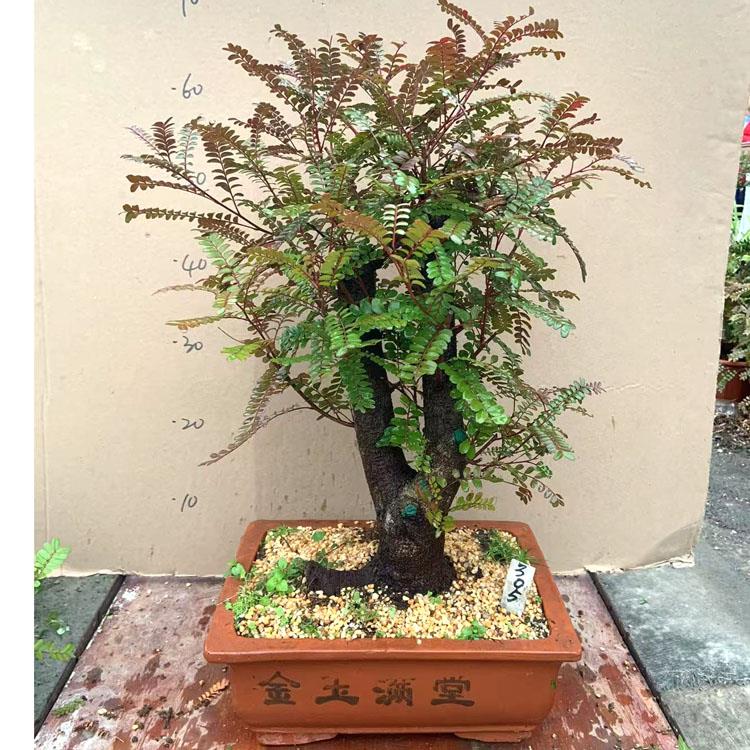 老桩红芽清香木树桩盆景贵黄檀盆栽净化空气提神驱蚊四季常青植物