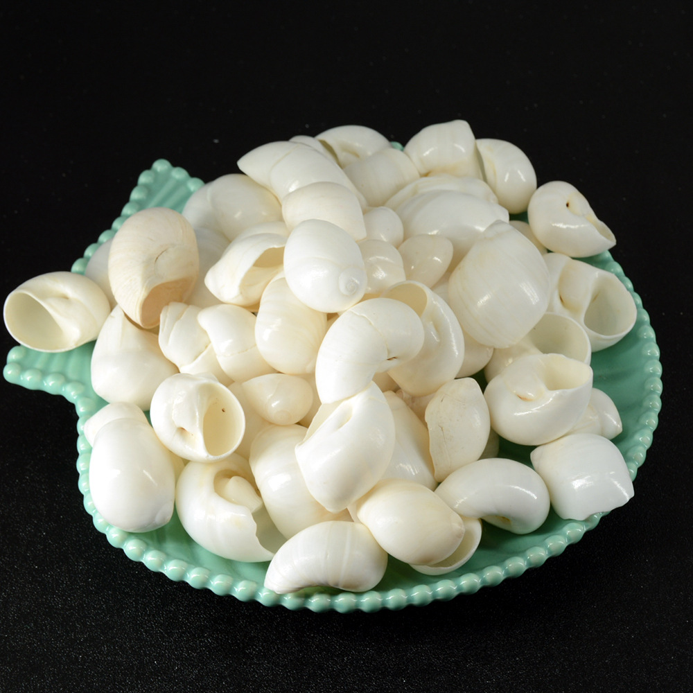 天然白色贝壳1-5cm 打孔 手工diy相框风铃儿童幼儿园手工课材料包