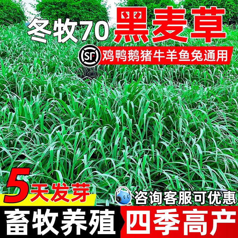 冬牧70黑麦草种子四季高产草籽畜牧养殖家禽喜食多茬收割牧草种籽