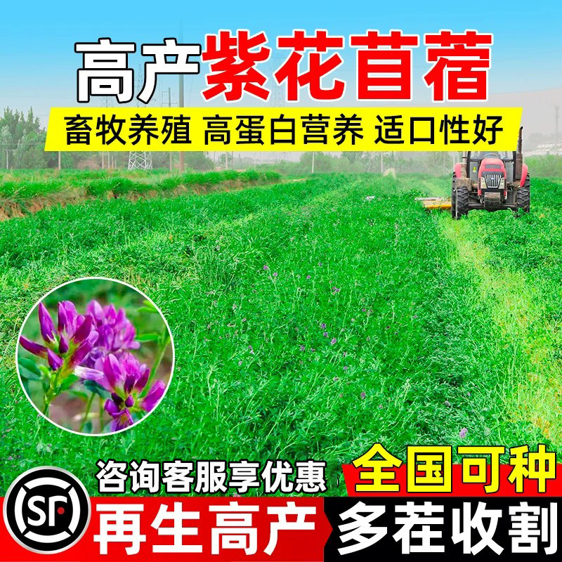 紫花苜蓿牧草种子多年生畜牧养殖