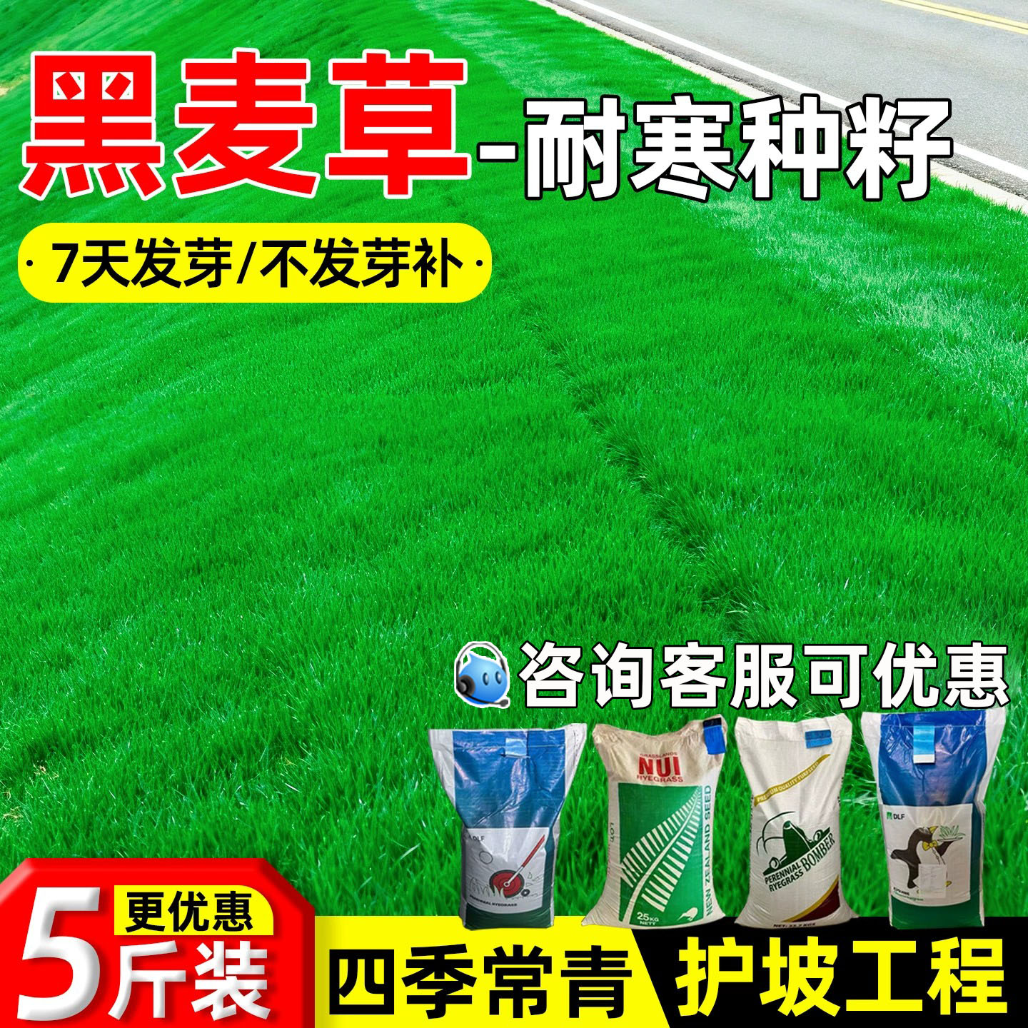 进口黑麦草种子蓝标多年生耐寒草坪草籽四季常青护坡固土工程绿化