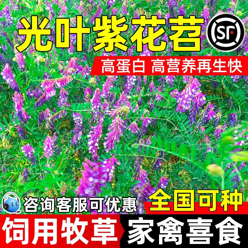 光叶紫花苕种子毛苕种籽绿肥牧草