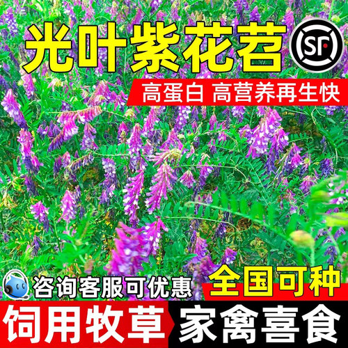光叶紫花苕种子毛苕种籽绿肥牧草