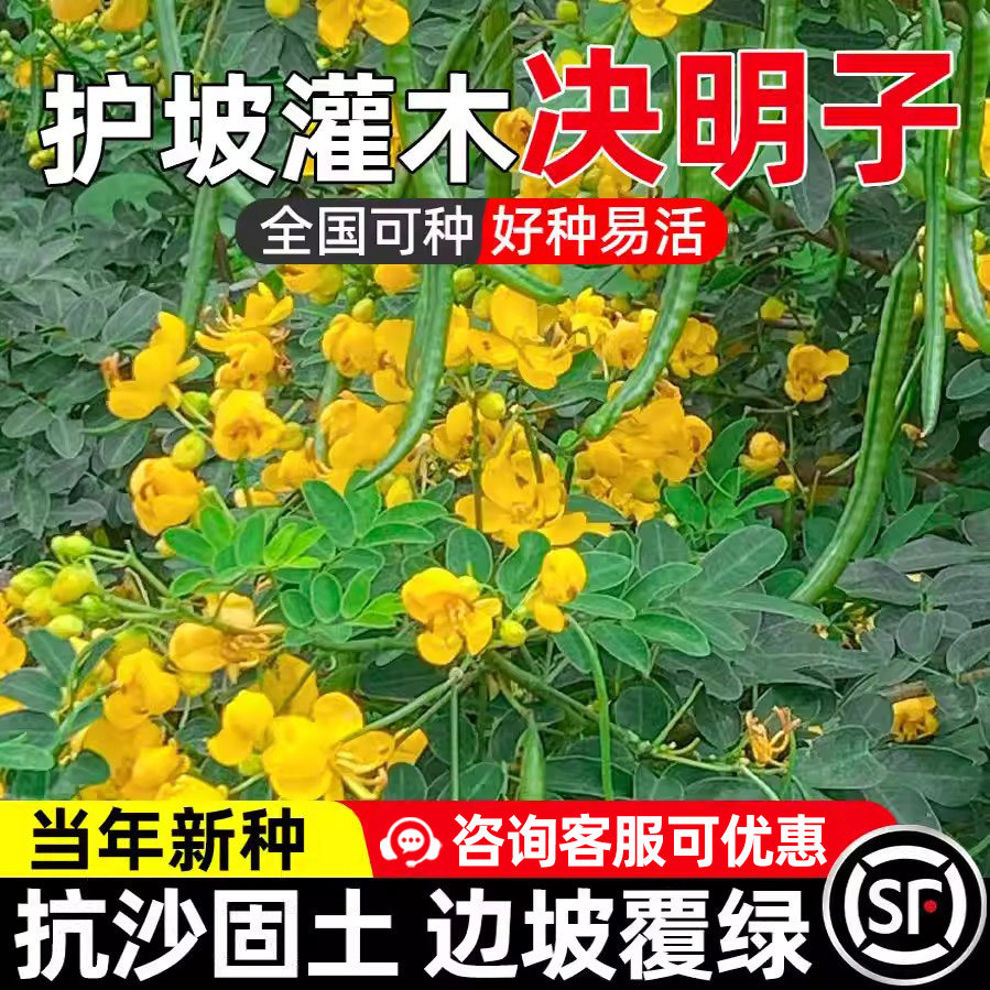 决明子多年生耐寒旱抗沙固土种籽