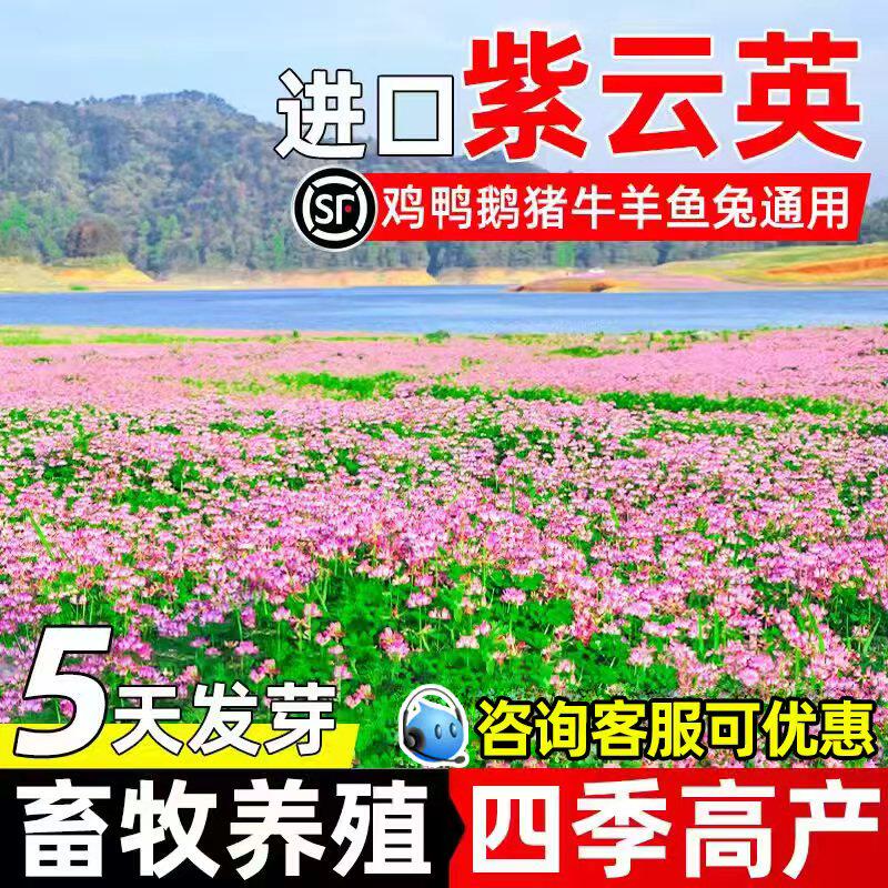 紫云英牧草四季生长高产蜜源牧草