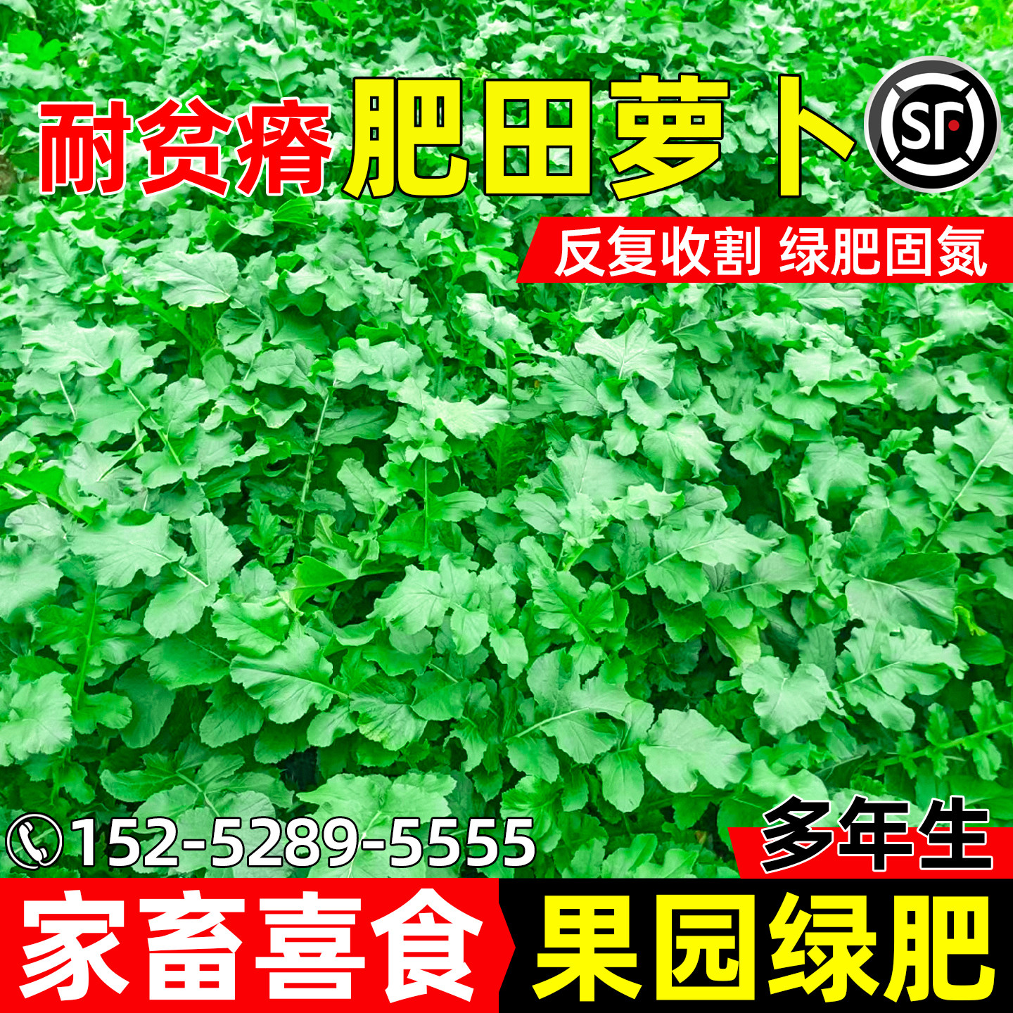 肥田萝卜种子四季高产高蛋白牧草