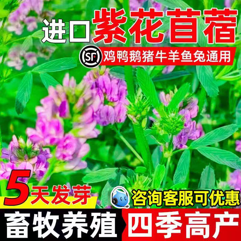紫花苜蓿牧草种子多年生畜牧养殖