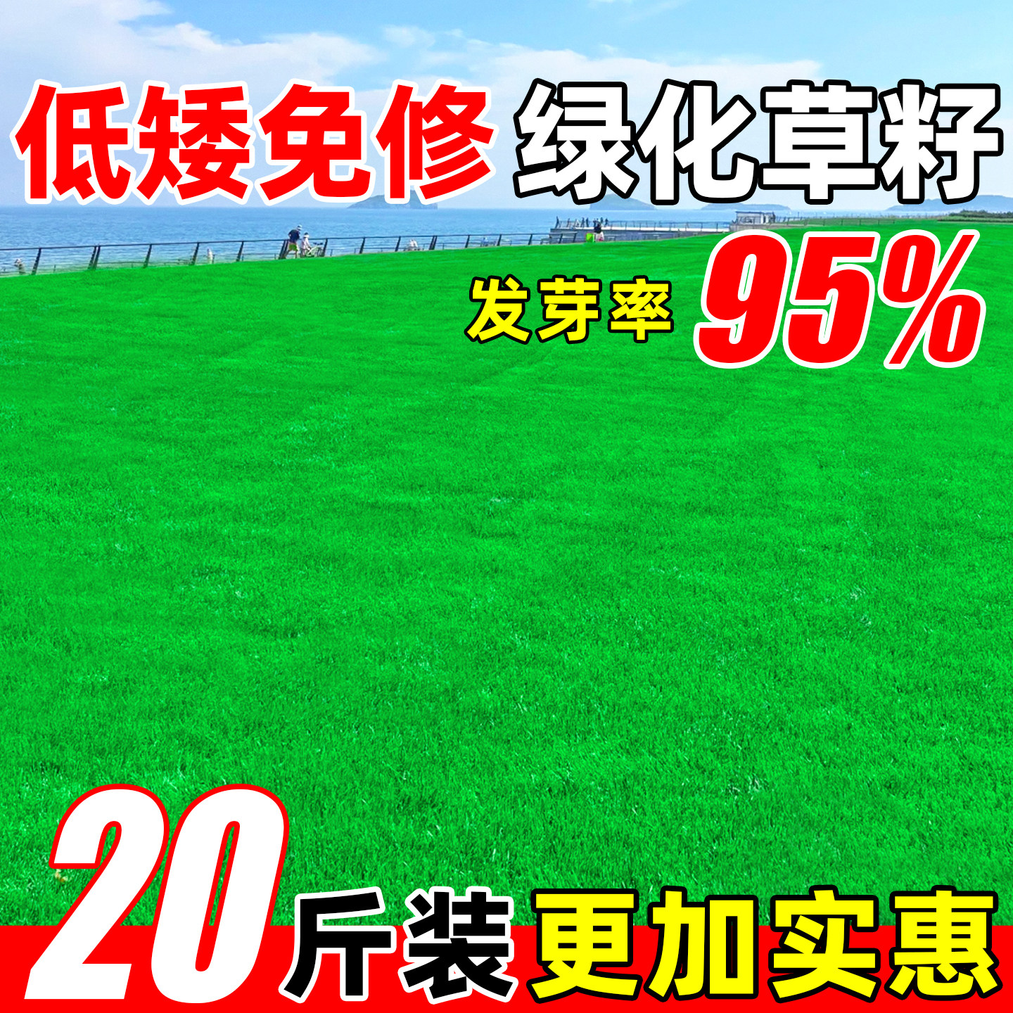 草坪草籽四季常青矮生绿化草种子