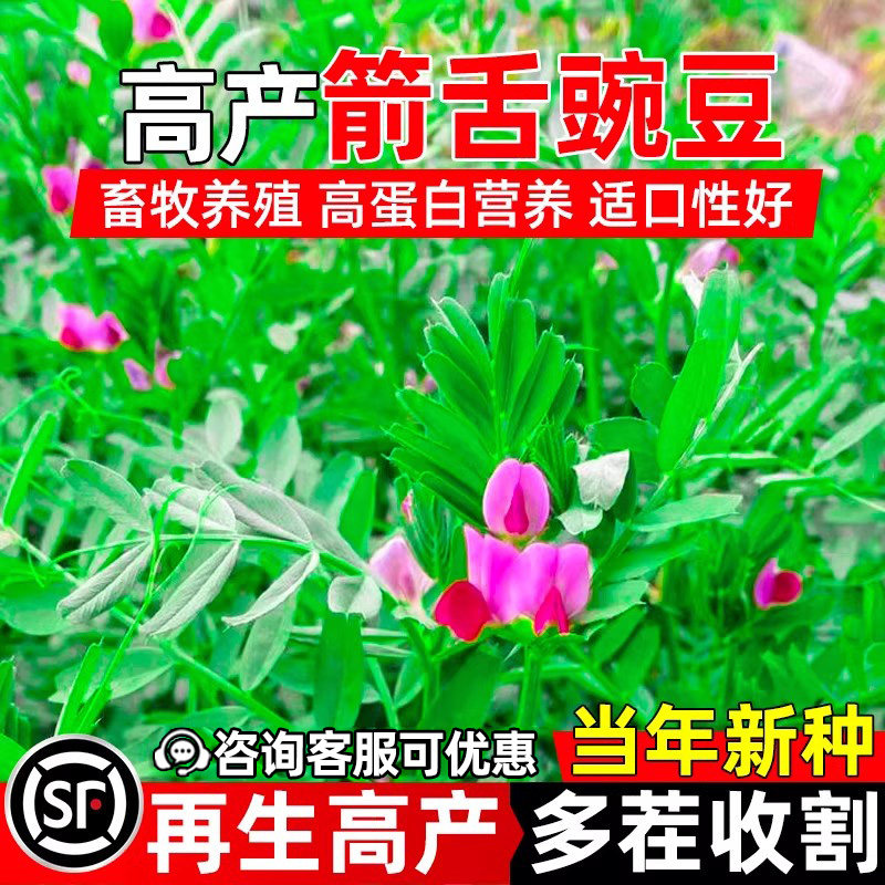 进口箭舌豌豆牧草畜牧养殖牧草种