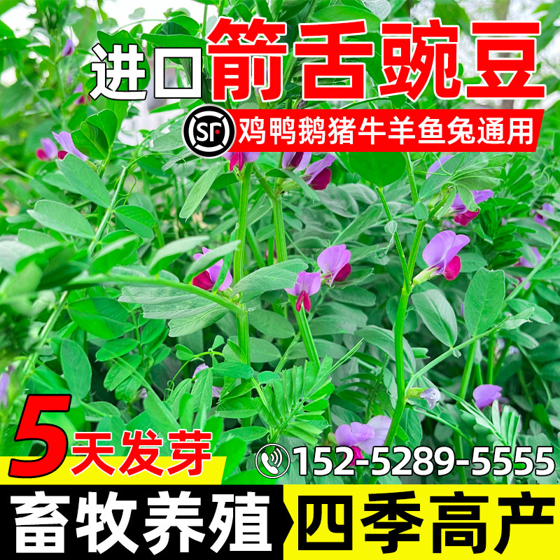进口箭舌豌豆牧草畜牧养殖牧草种