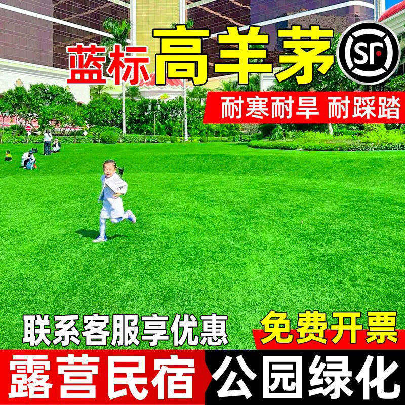 进口高羊茅草籽四季常青矮生免修剪民宿露营公园景区绿化草坪种子