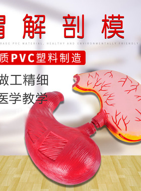 胃解剖模型胃的结构模型自然大生物模型33222初高中生物实验器材