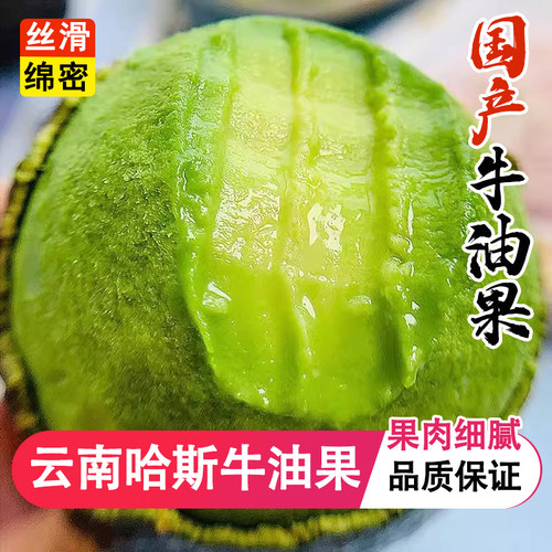 现摘新鲜云南哈斯牛油果