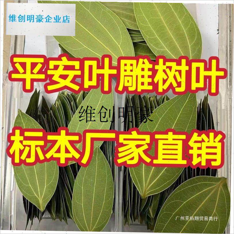 l叶雕树叶平安树叶干r燥处理叶雕叶子标本机器激光雕刻照片