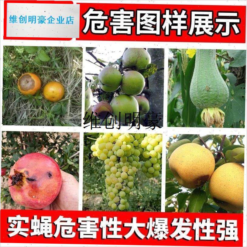 l瓜果实蝇粘胶板针蜂诱粘板v菜园果树针蜂诱捕板粘虫板瓜果蝇诱捕
