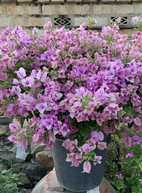 （雪紫）三角梅小苗紫色不带花盆栽大苗重瓣室内阳台庭院树苗