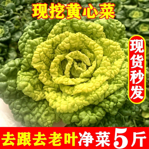 晓港湾现采现挖新鲜黄心菜