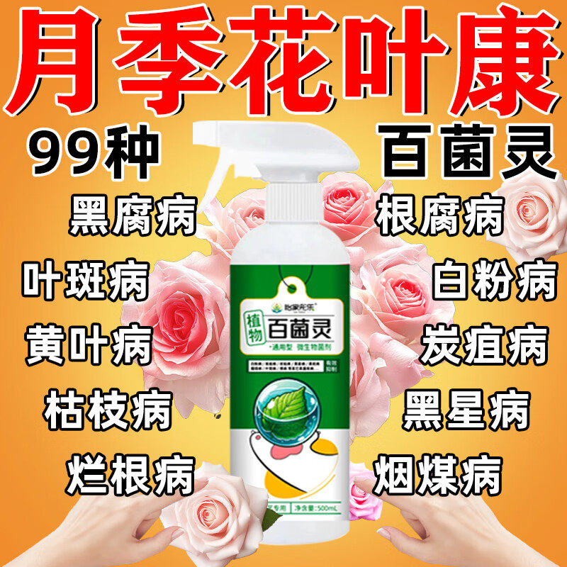 月季花病虫害常用黑斑灰霉枯叶黄叶白粉病红蜘蛛专用肥料营养液