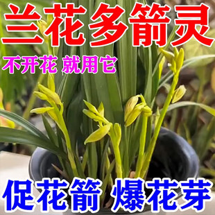 兰花多箭素生根爆芽素发芽开花促开花肥蝴蝶兰催花剑专用肥料