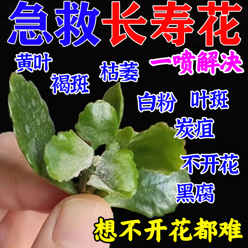 长寿花开花肥料养花催花专用肥家用植物肥盆栽虫害黄叶枯枝营养液