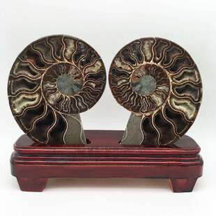 天然斑彩螺古生物化石开片叶菊石羊角螺怪