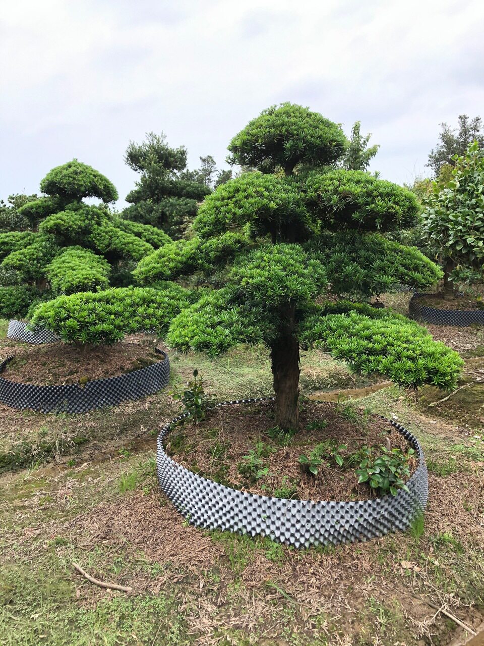 特选精品罗汉松苗木庭院风景树