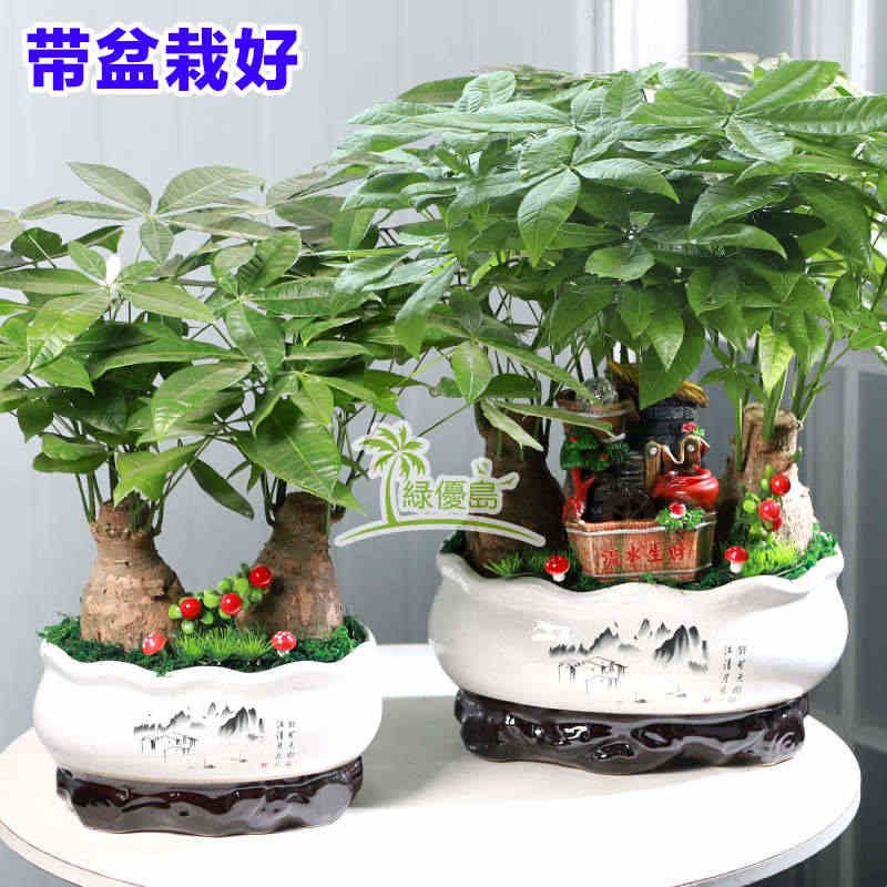 发财树盆栽假山石头摆件开业中国风古典绿植物客厅办公室内大盆景