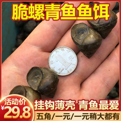 新鲜脆螺黑鲩螺蛳青挂钩薄壳小号田螺钓鱼脆螺青鱼鱼饵螺包活包邮