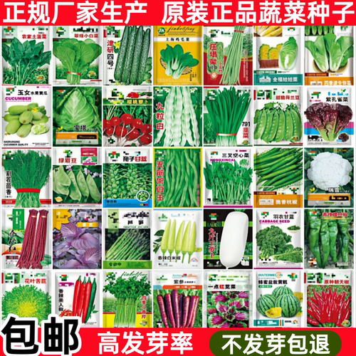 蔬菜种子四季阳台盆栽种籽孑大全