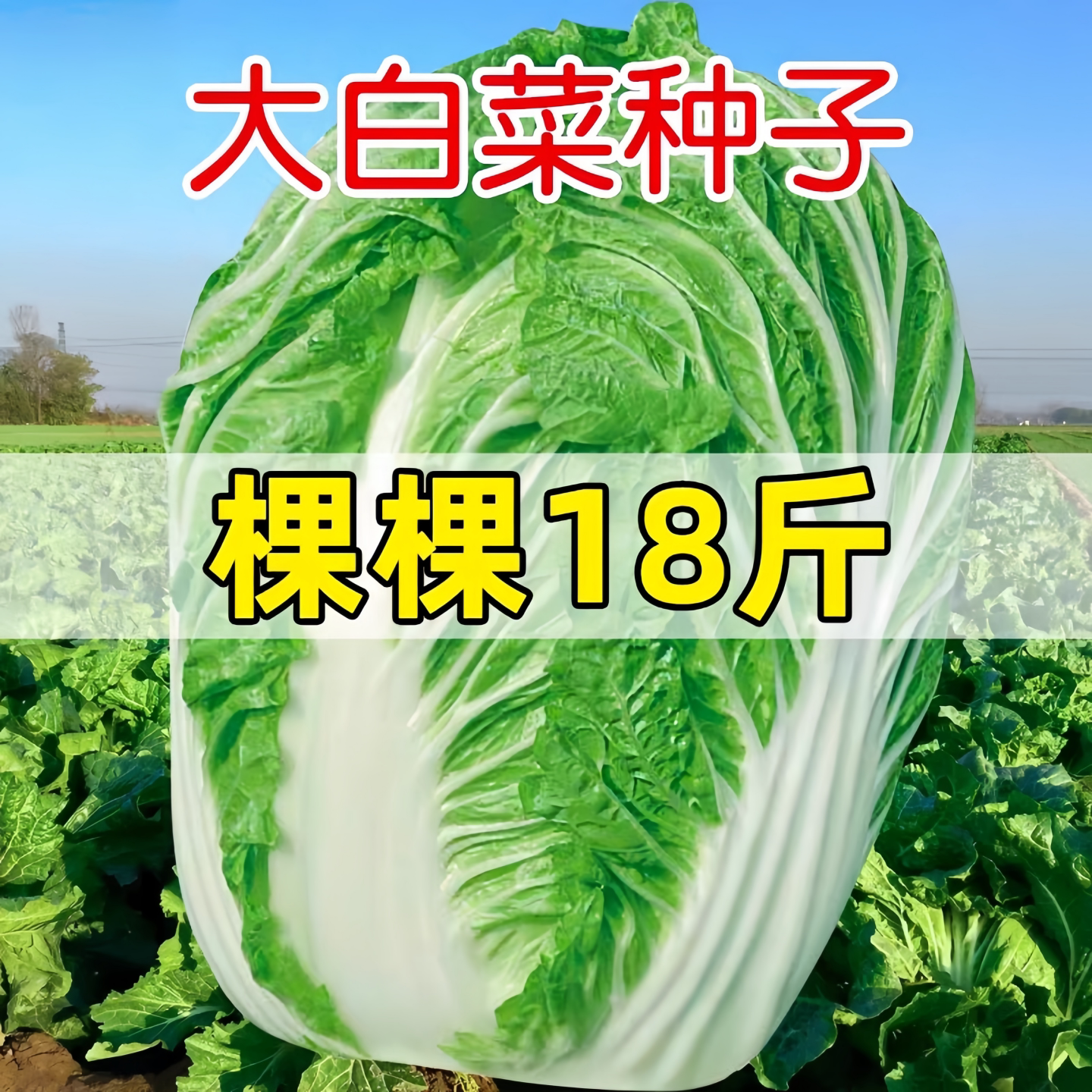 颗颗十八斤大白菜种子老品种冬储黄心白菜种籽抗热夏季秋季播蔬菜