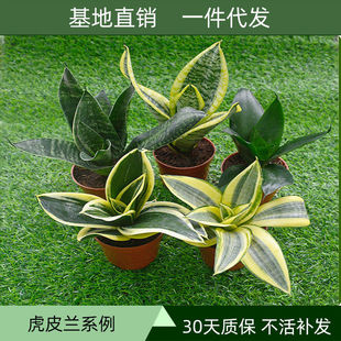 虎皮兰虎耳兰哈呢兰黑金荷花白玉兰水培盆栽花卉绿植室内庭院绿化