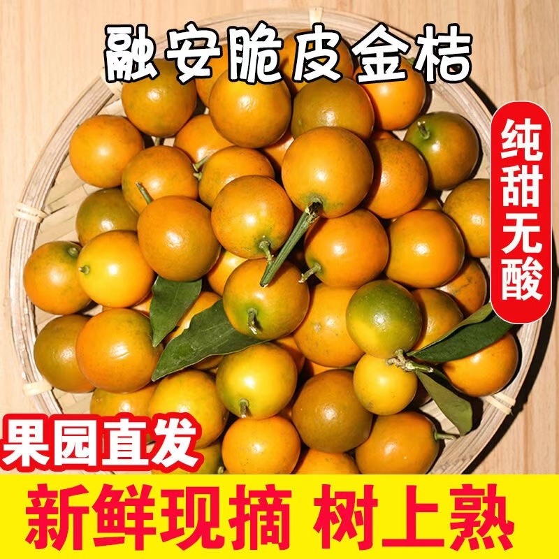 正宗融安脆皮金桔|纯甜不酸|新鲜