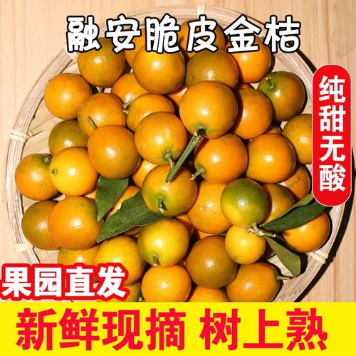 正宗融安脆皮金桔|纯甜不酸|新鲜