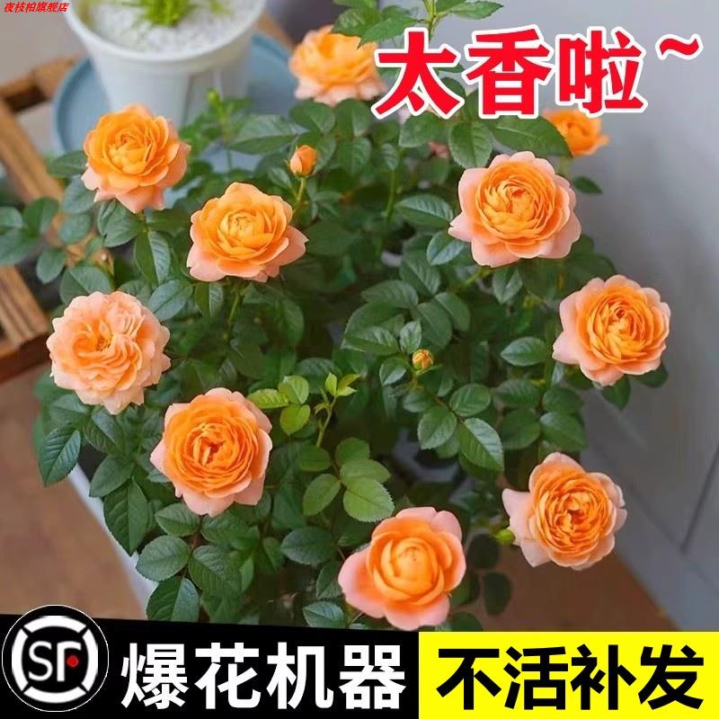 果汁阳台月季盆栽特大开花
