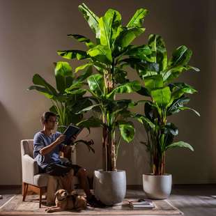 2024仿真绿植大叶子芭蕉树落地假盆栽仿生假树装饰办公室角落绿植