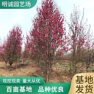 8公分龙柱碧桃10公分照手桃6公分帚桃树形优美红叶碧桃