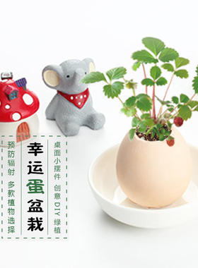 极速创意DIfY微景观小盆景 幸运蛋绿植小盆栽 办公室桌面可爱迷你