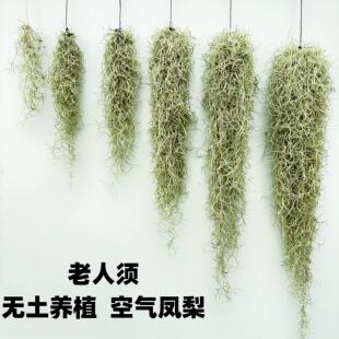 空气凤梨松萝老人须空气草无土植物净化空气多种垂钓挂易养型绿植