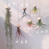 空气凤梨无土植物垂吊悬挂海胆组合懒人绿植四季 好样阳台客厅挂饰