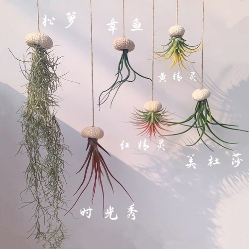 空气凤梨无土植物垂吊悬挂海胆组合懒人绿植四季好样阳台客厅挂饰