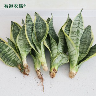 极速虎皮兰绿植盆栽包邮净v化空气矮脚短叶金边虎尾兰植物室内吸