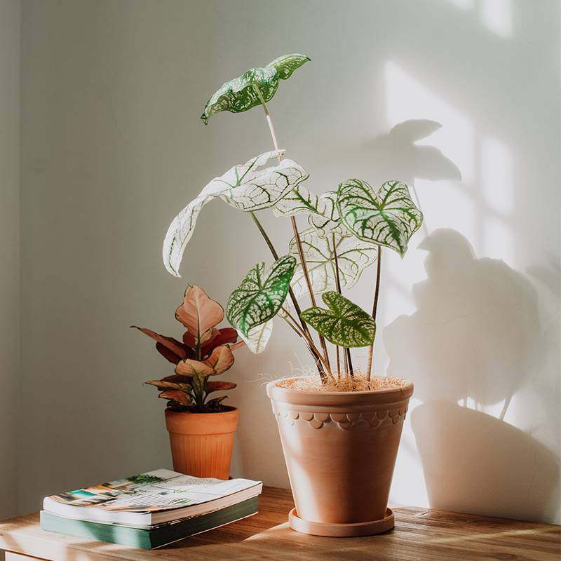 极速厂家此莳 复k古花盆陶瓷陶盆简约北欧客厅 绿植透气红陶盆花,家居饰品,花盆,淘宝优惠券,粉丝福利购,淘宝优惠卷